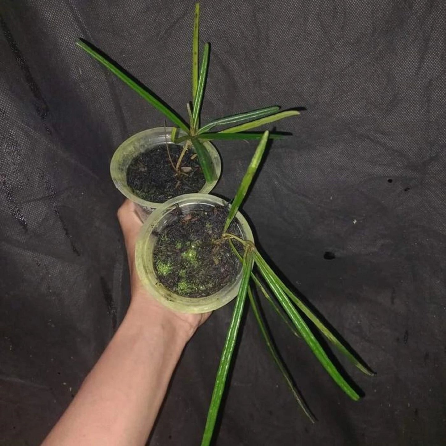 Hoya insularis - Rare Tropical Trailing Wax Plant