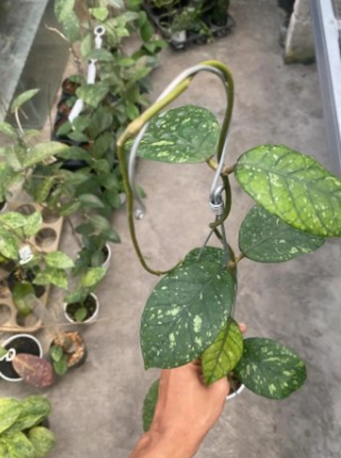 Hoya sp. Lampung - Rare Tropical Wax Plant