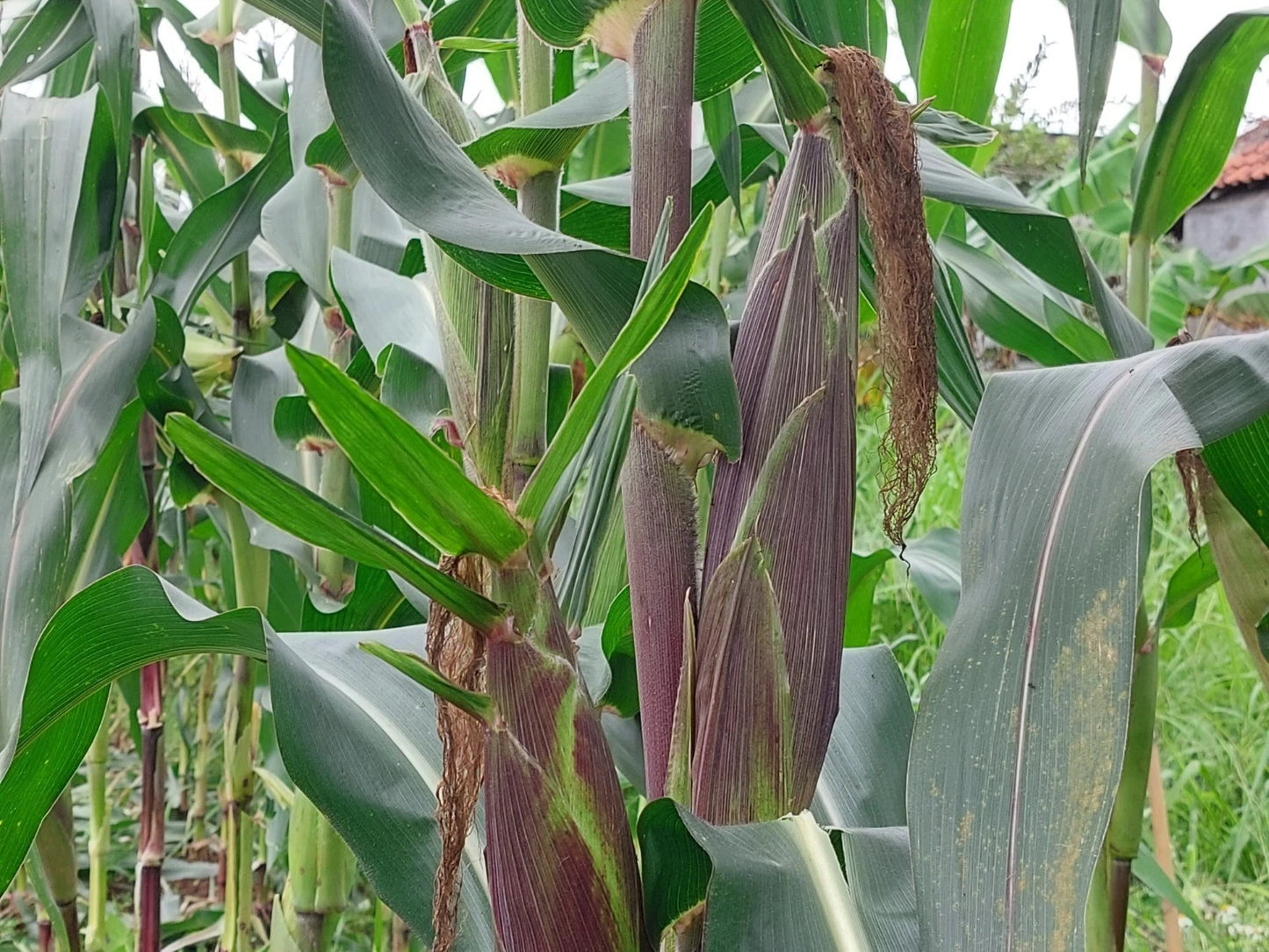 Purple Waxy Corn Seeds (Zea mays ceratina) – 250+ Premium Seeds for Planting
