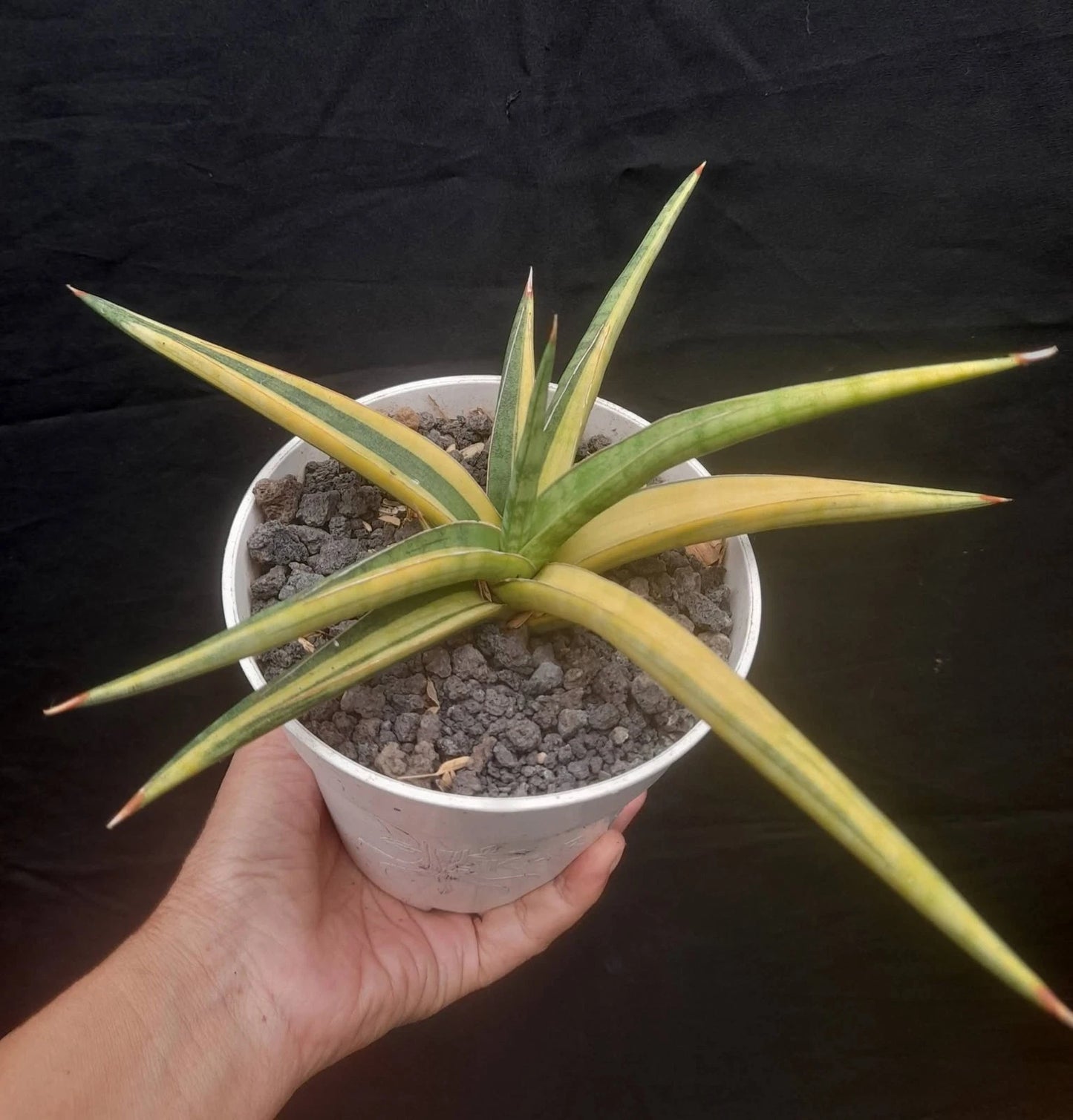 Sansevieria 'Tom Grumbley' Variegated Yellow - Rare Architectural Specimen