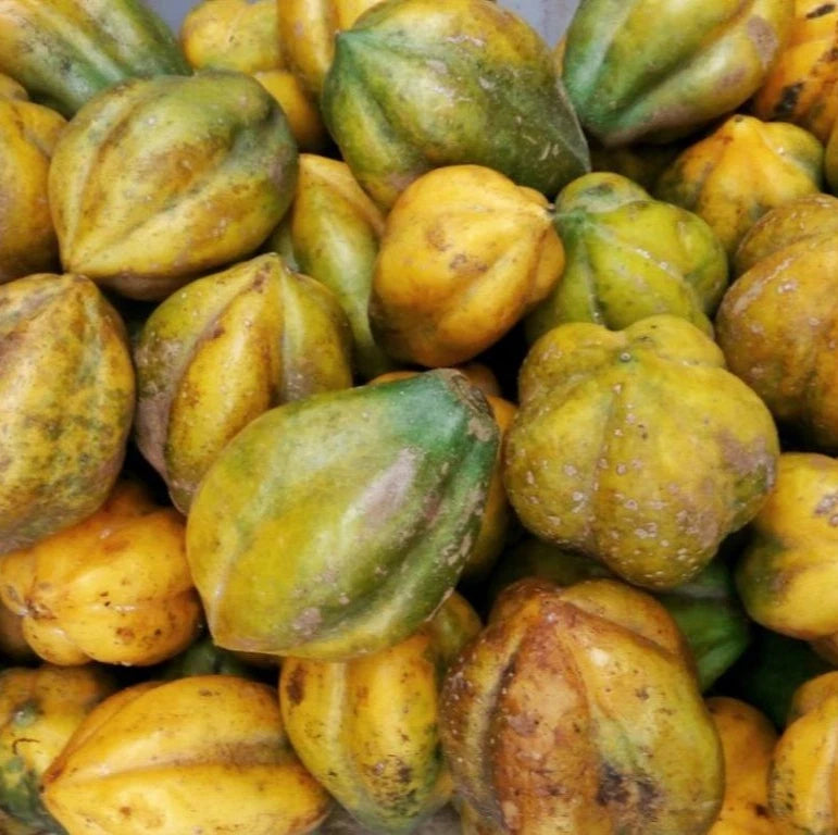 150+ 'Mountain Papaya' Seeds (Vasconcellea pubescens) – Elite Cold-Hardy Andean Genetic Stock (Collectors Quality)