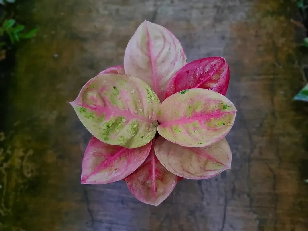 Aglaonema 'Emerald Mutation' - Rare & Striking Variegated Specimen