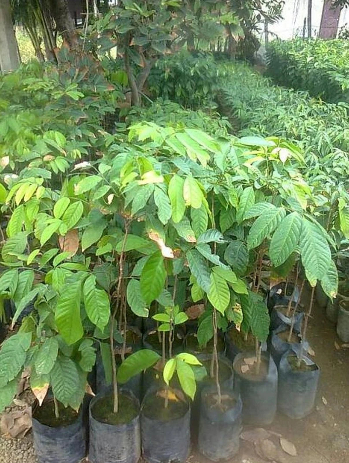 Grafted Matesih Duku Fruit Tree - Premium Sweet Tropical Fruit Plant