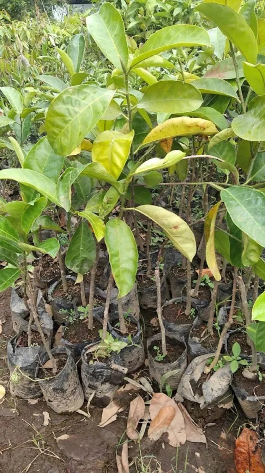 Cempedak King - Premium Grafted Exotic Fruit Tree