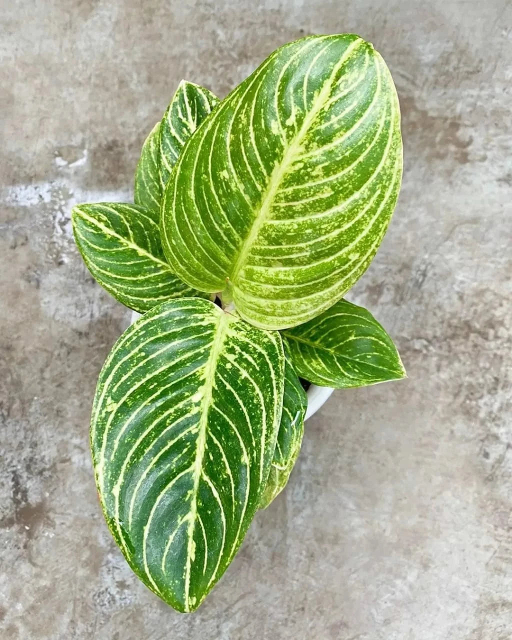 Aglaonema 'White Asri' - Crisp & Elegant Tropical Houseplan