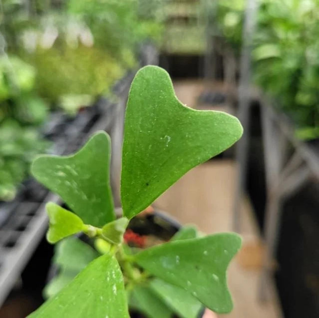 Hoya manipurensis – Rare Himalayan Epiphytic Specimen (Collectors Quality)