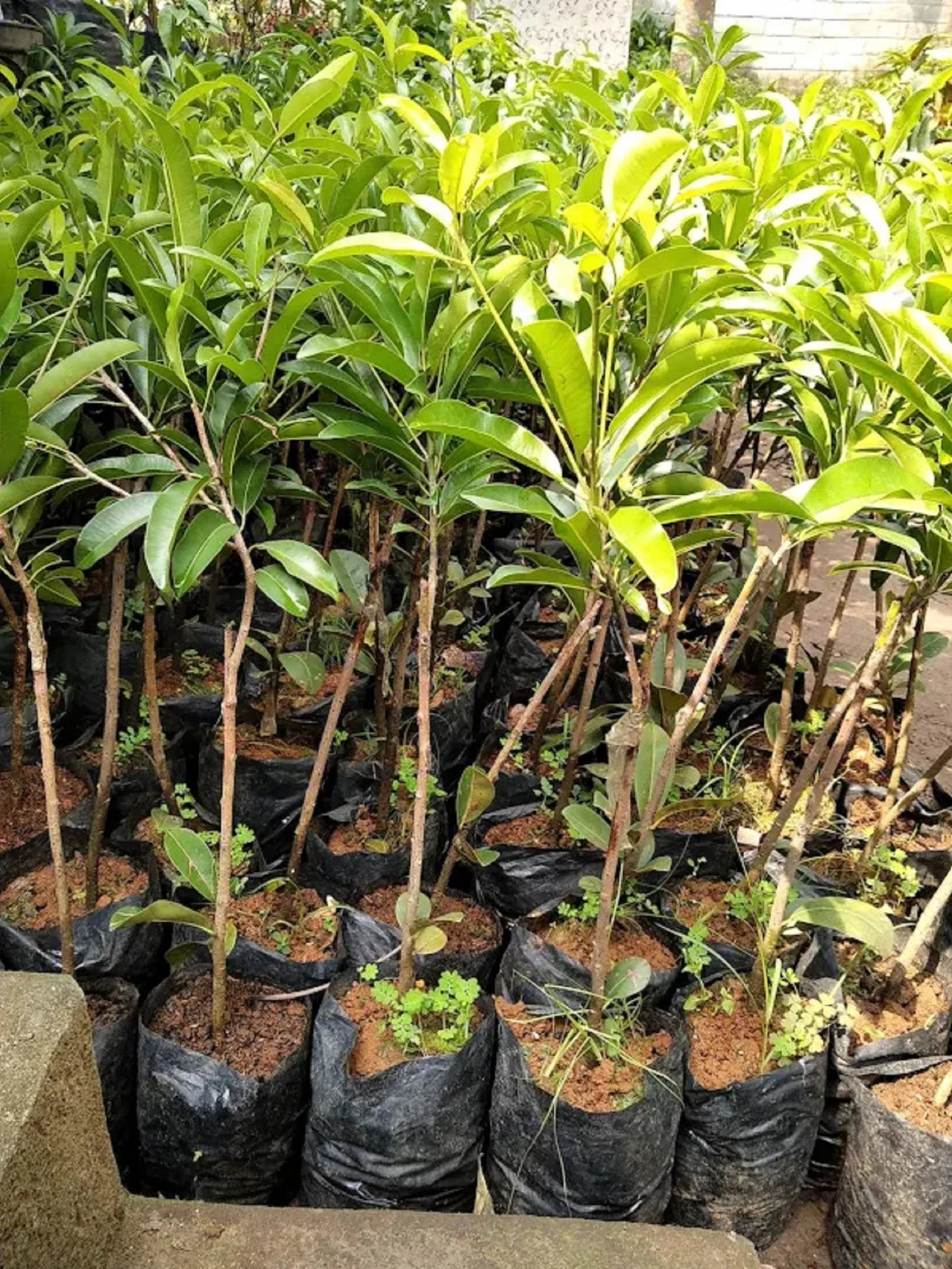 Grafted Sapodilla Tree - Fast-Producing & Sweet Tropical Fruit