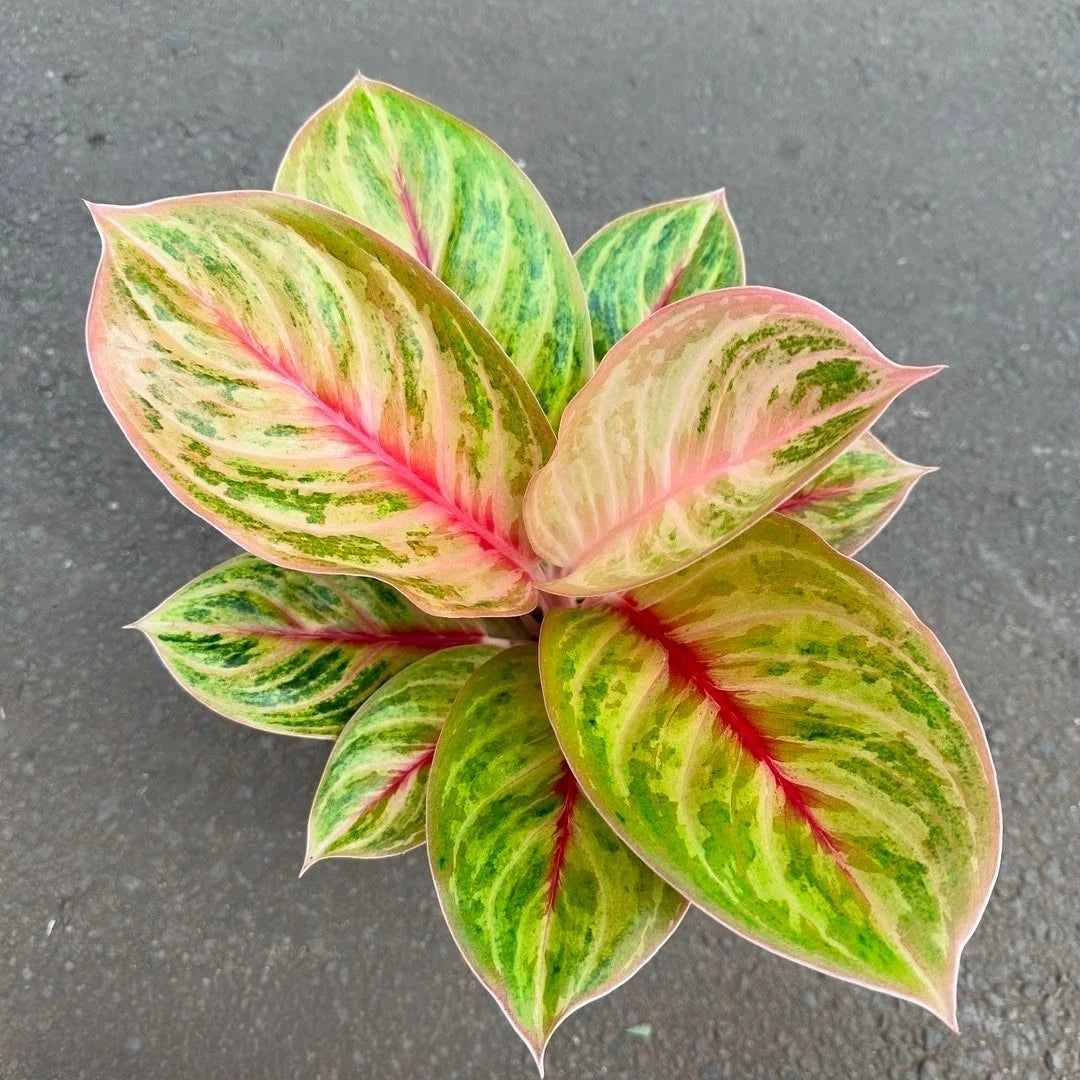 Aglaonema 'Mekarsari' - Elegant & Unique Tropical Houseplant