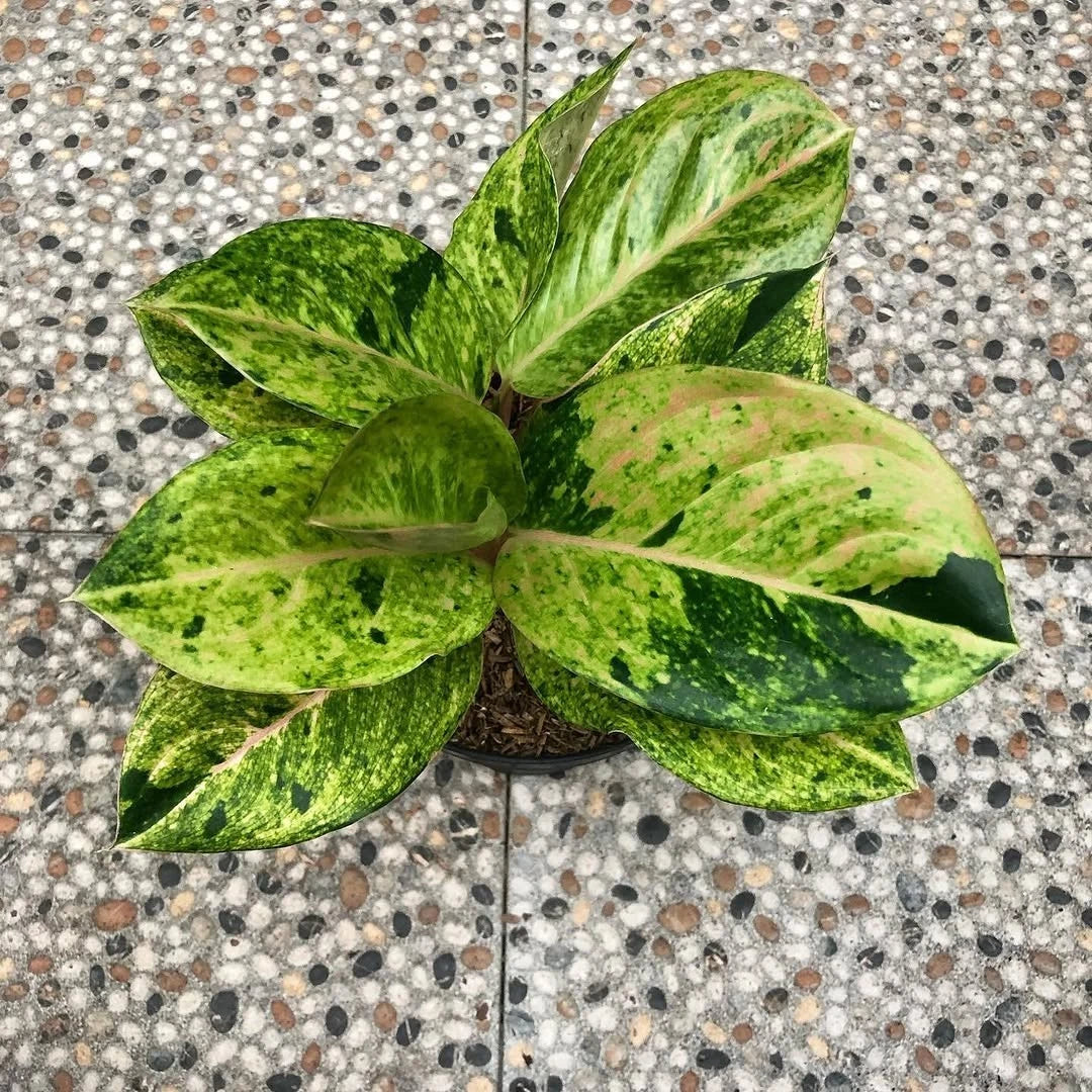Aglaonema 'Emerald Green' - Lush & Radiant Tropical Houseplant