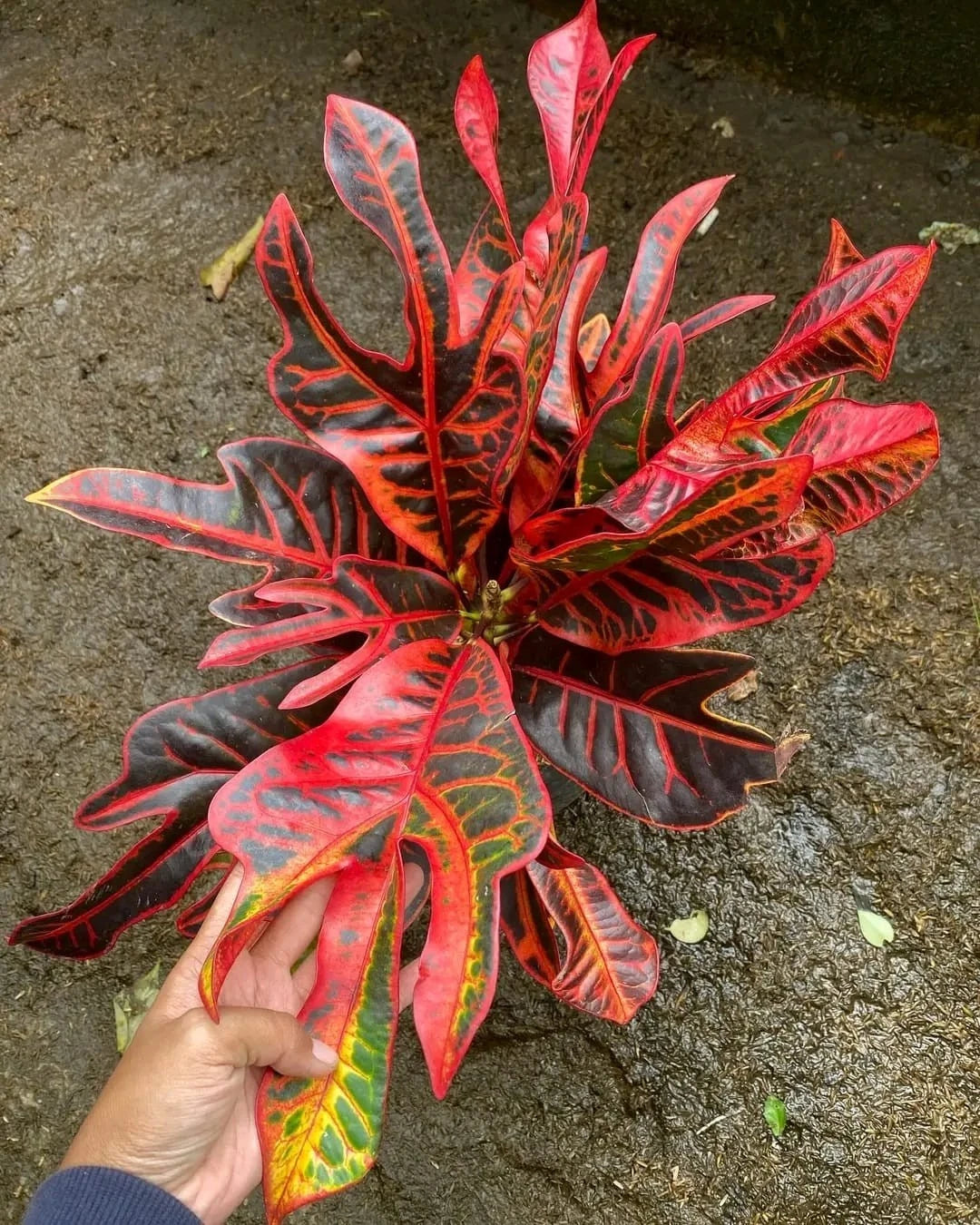 Rare Croton ‘Red Jet’ | Codiaeum Variegatum | Vibrant Red Tropical Foliage | Exotic Houseplant