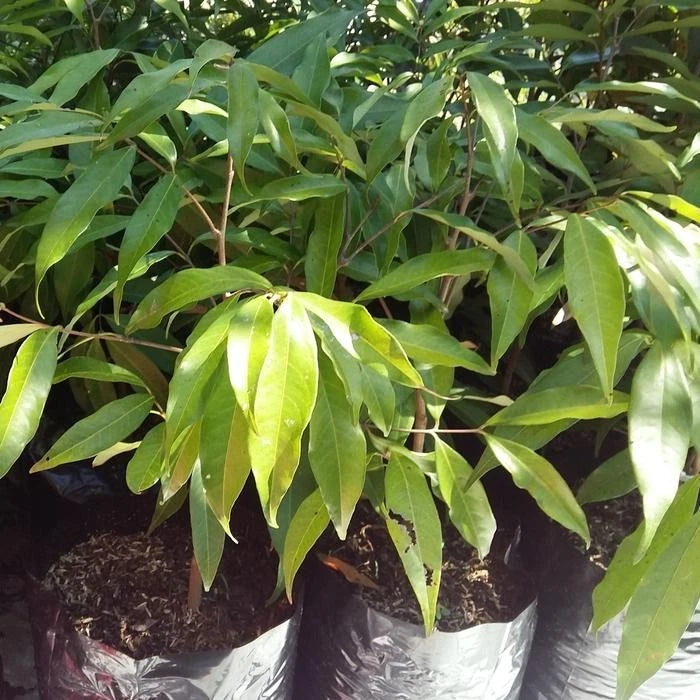 Grafted Red Lychee (Lengkeng Merah) Seedling – Premium Tropical Fruit Tree