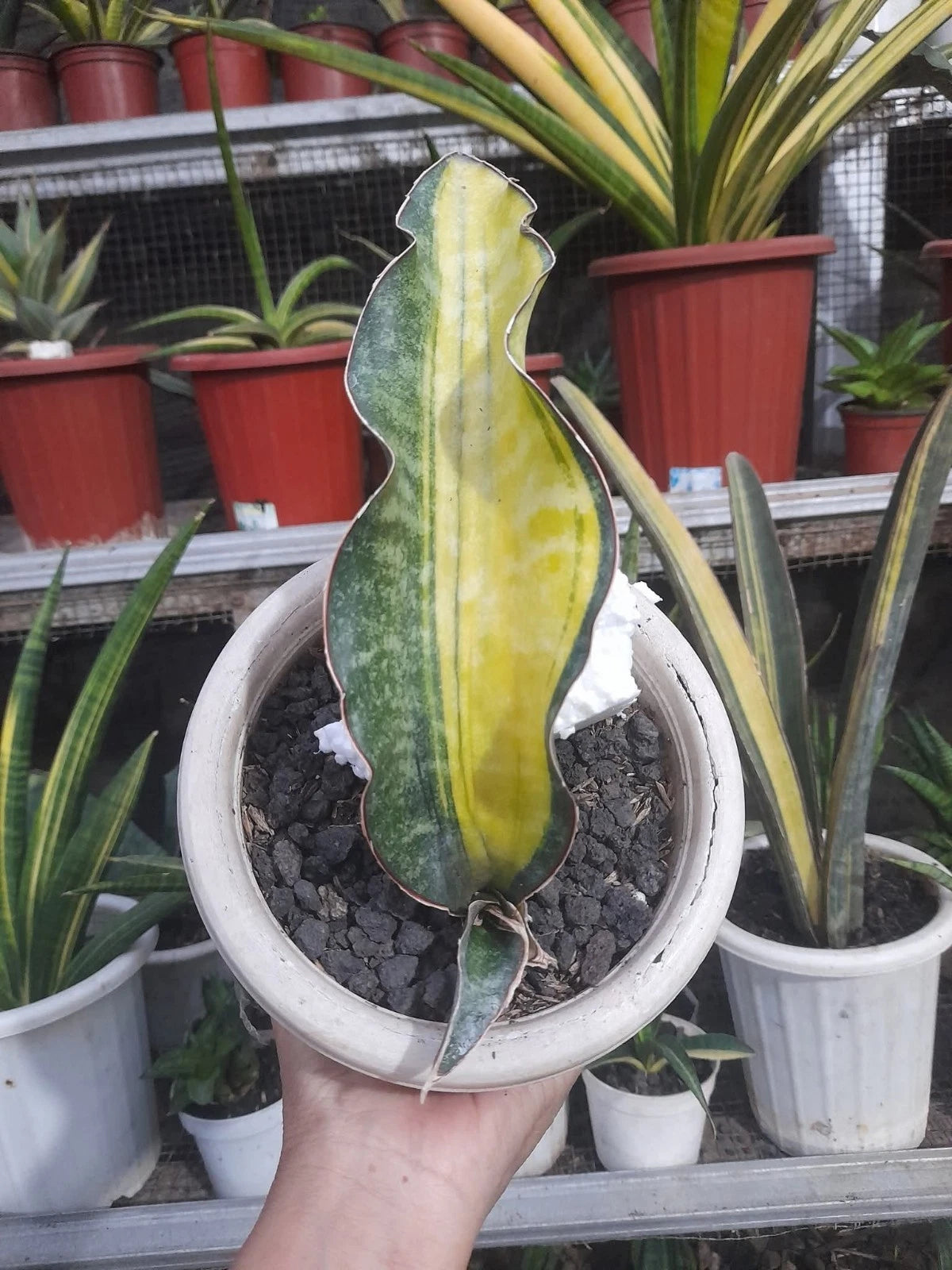 Sansevieria 'Coral Blue' Variegated Yellow - Ultra-Rare Collector’s Specimen