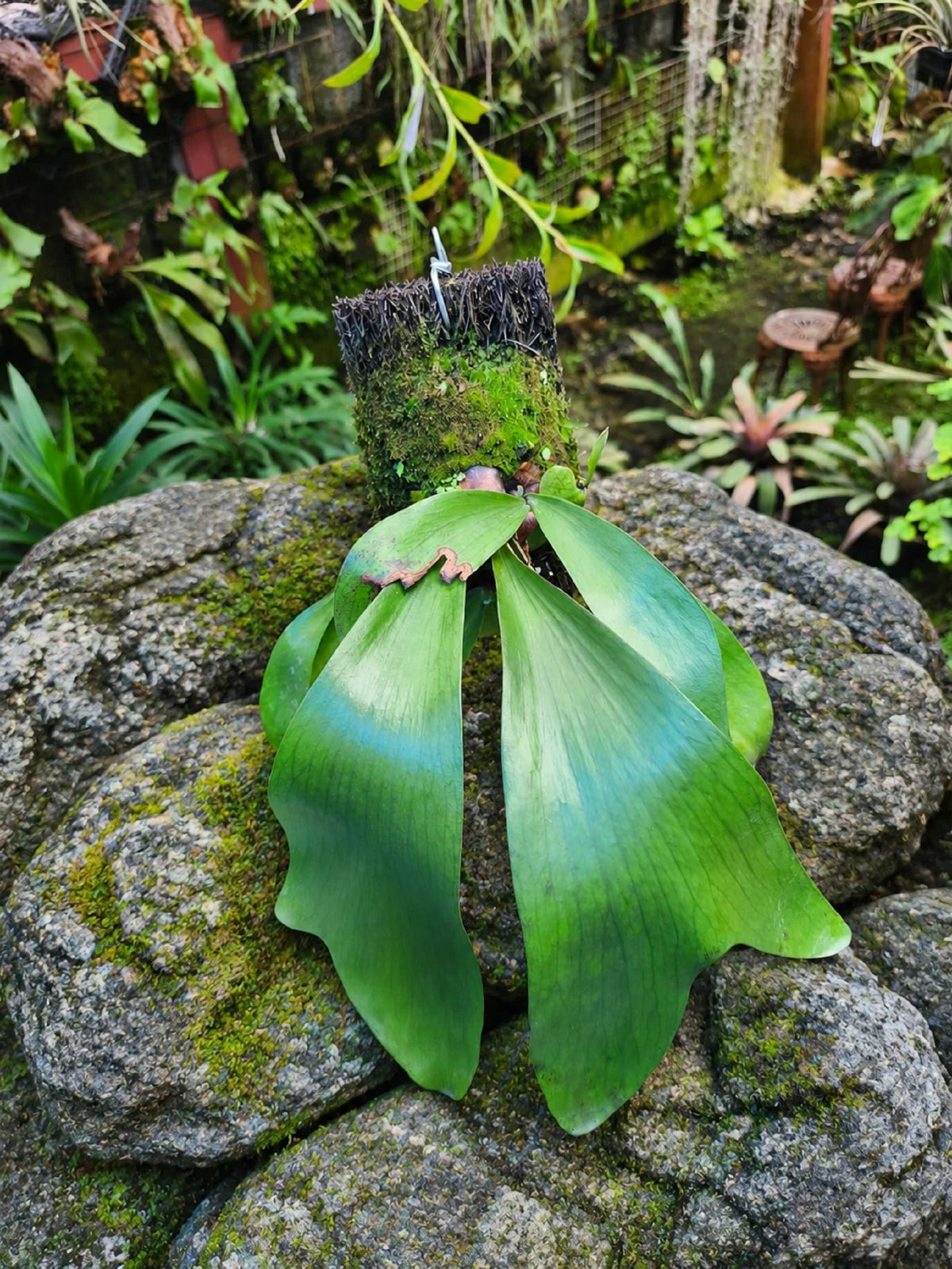 Rare Platycerium Elisotis Live Plant - Exotic Epiphytic Staghorn Fern