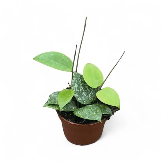 Hoya verticillata - Exotic Fragrant Tropical Wax Plant