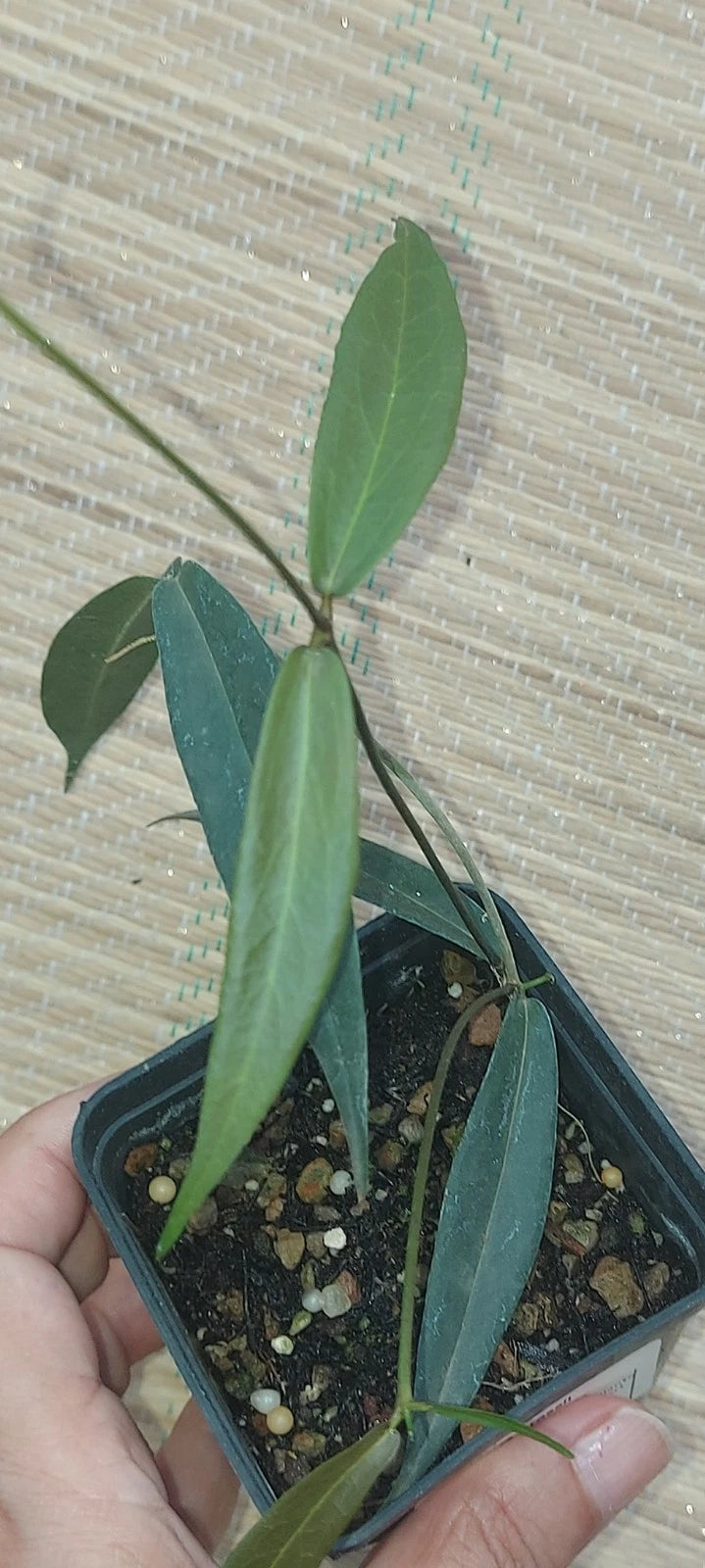 Hoya brassii (sp. Papua) – Rare Tropical Wax Plant