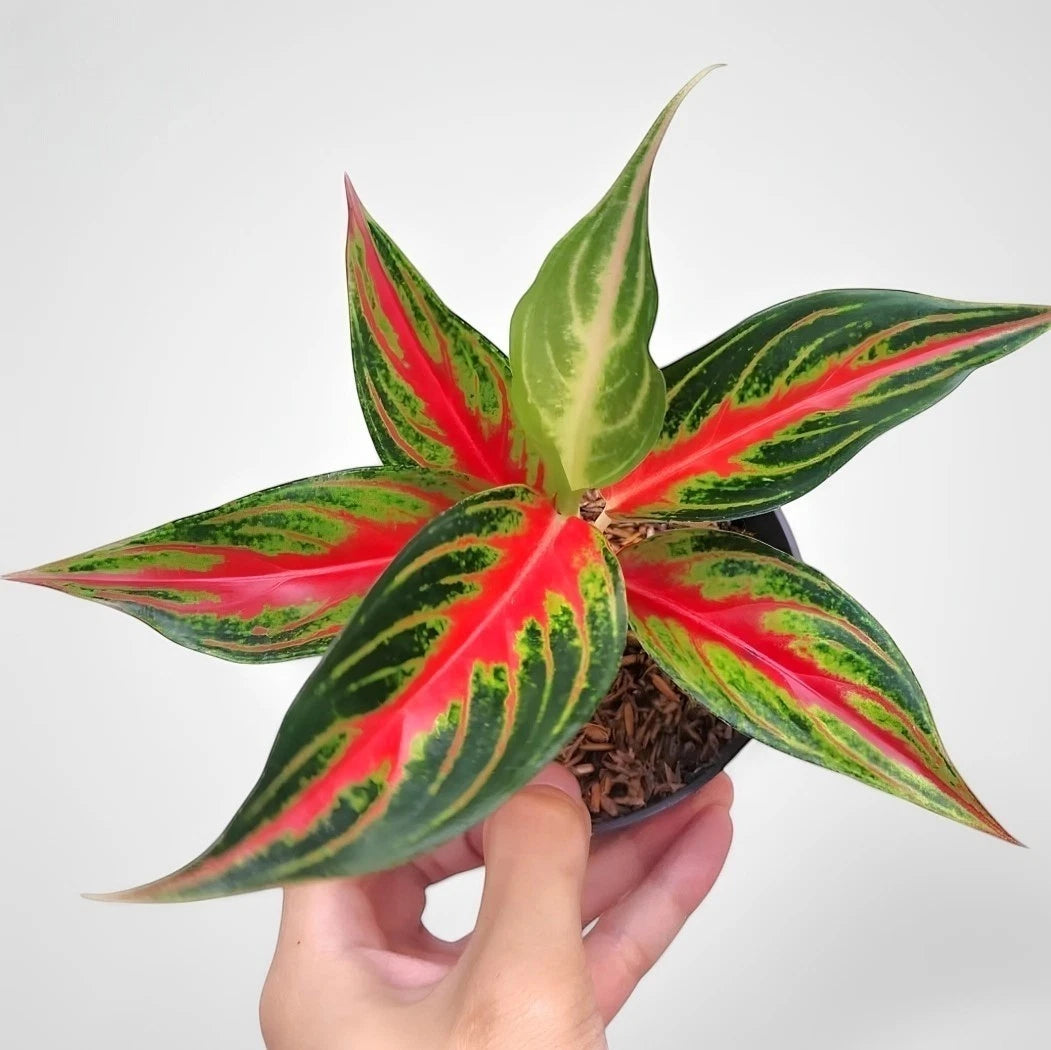 Aglaonema 'Red Sunset' - Fiery & Vibrant Tropical Houseplant