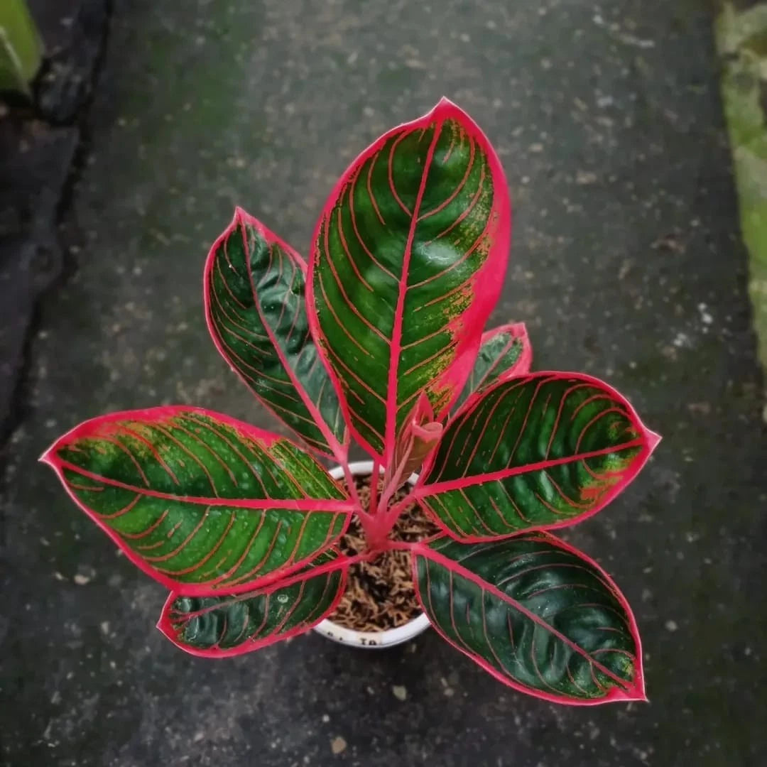 Aglaonema 'Kanzha' - Exotic & Unique Tropical Houseplant