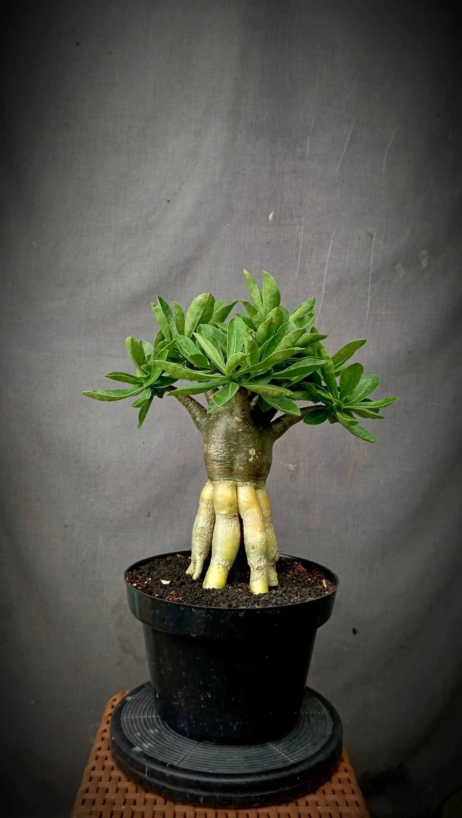 Adenium 'Golden Root' Bonsai - Premium Tropical Desert Rose