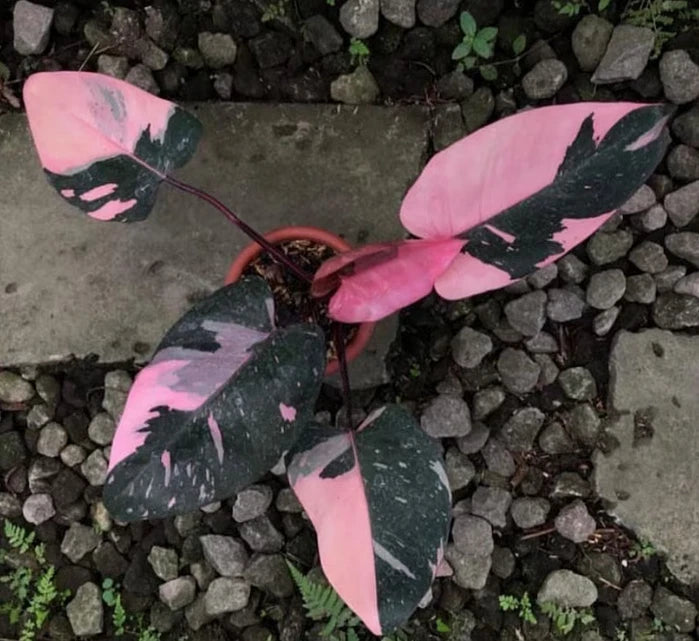 Philodendron 'Black Cherry' – Rare Tropical Aroid