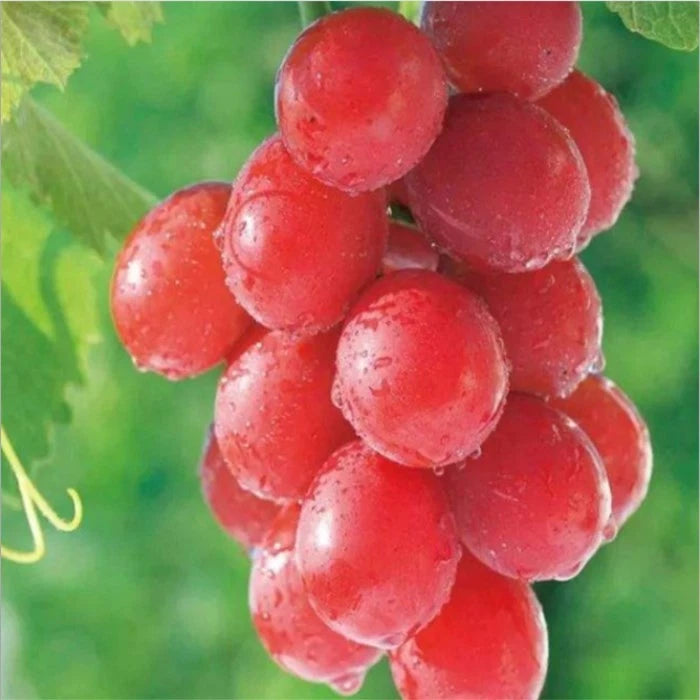 Premium Ruby Roman Grape Seeds (Vitis vinifera var. Ruby Roman) – Ultra-Luxury Japanese Red Table Grape Fruit Seeds for Planting (100+ Pcs)