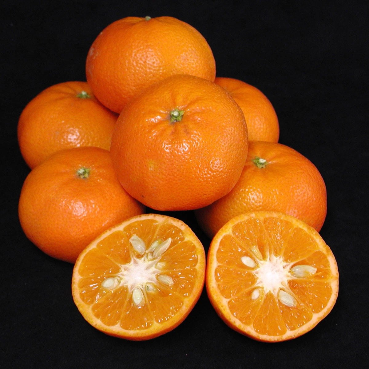 Fairchild Orange Seeds 100 pcs (Citrus reticulata x sinensis) – Premium Certified Sweet Mandarin Tangerine Hybrid Fruit Tree Plant Seeds for Planting