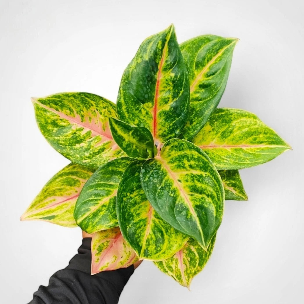 Aglaonema 'Jamella' - Sophisticated & Rare Tropical Houseplant