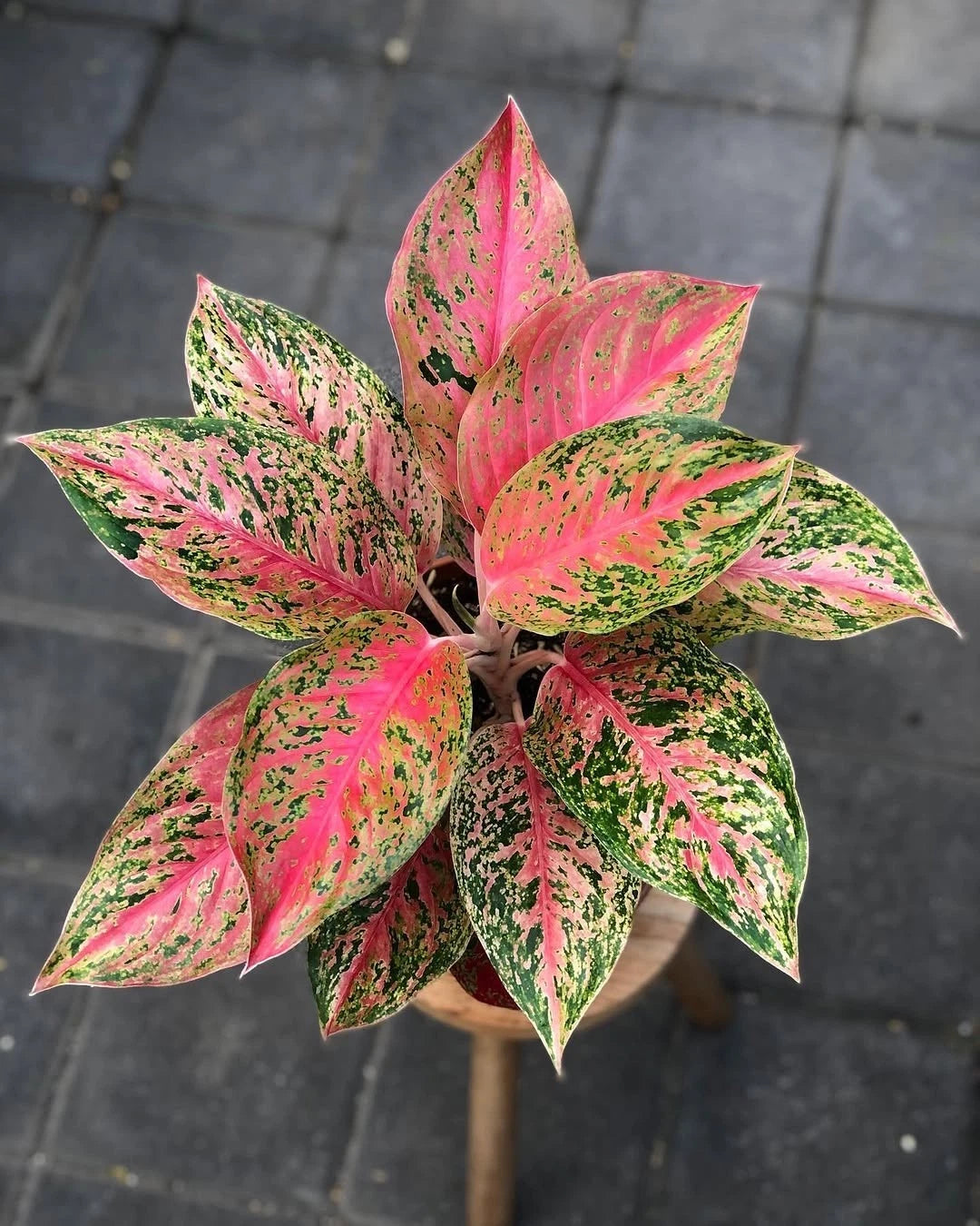 Aglaonema 'Striptis Red' - Striking & Unique Tropical Houseplant