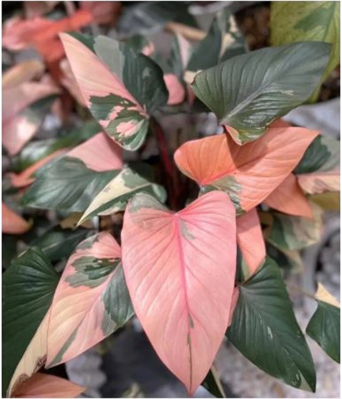 Homalomena 'Pink Diamond' Variegata – Rare Tropical Aroid