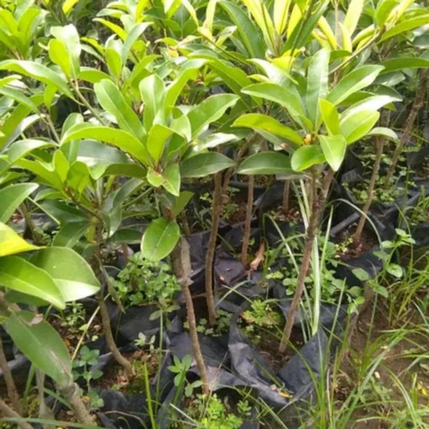 Alano Jumbo Sapodilla Grafted Fruit Tree - Premium Tropical Ciku