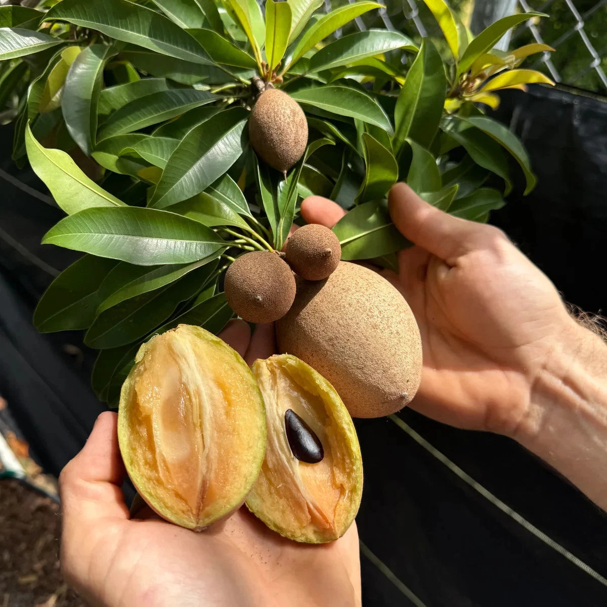 Premium Silas Wood Sapodilla Seeds (Manilkara zapota var. Silas Wood) – Exotic Sweet Chico Zapote Fruit Seeds for Planting (35 Pcs)