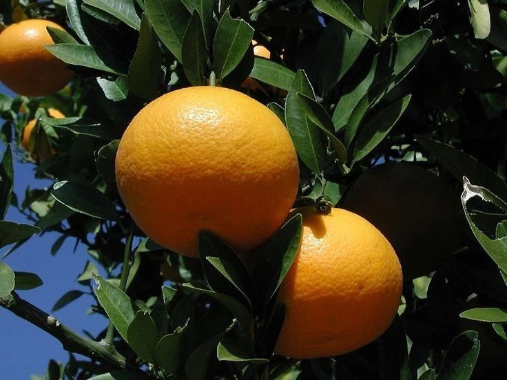 Iyokan Orange Seeds (Citrus Iyo) – Certified Heirloom Japanese Sweet Mandarin Fruit Crop for Planting