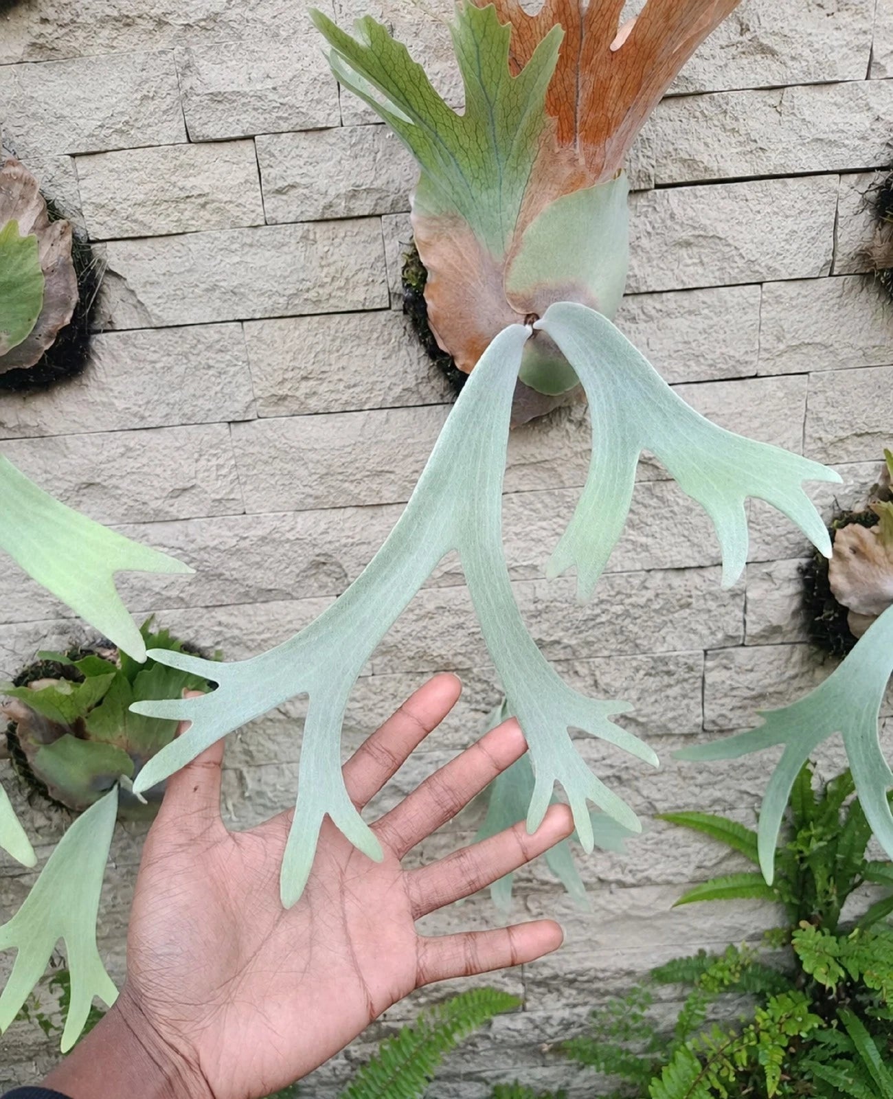 Rare Platycerium Willinckii - Exotic Staghorn Fern Tropical Houseplant (Real Picture)