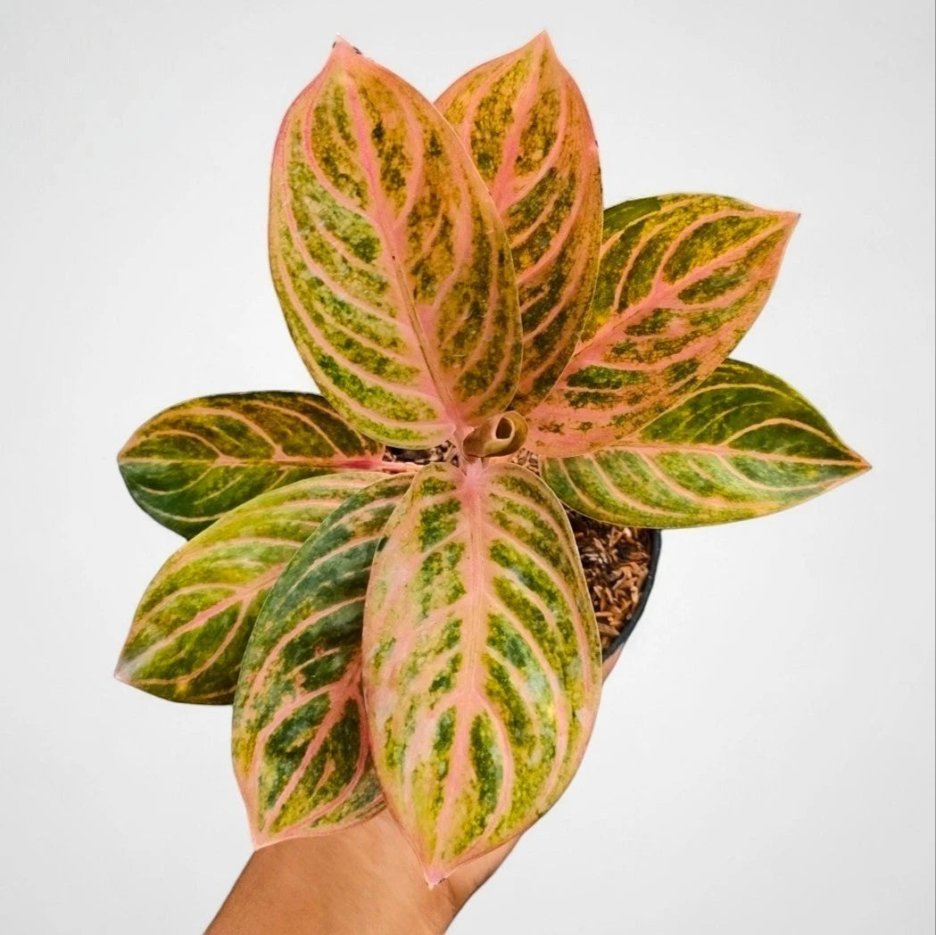 Aglaonema 'Rinjani' - Majestic & Radiant Tropical Houseplant