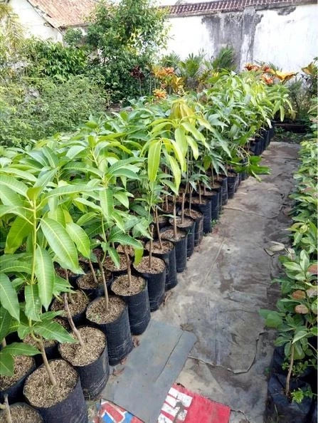 Premium 'Golek' Mango Grafted Seedling – Elite Indonesian Tropical Orchard Stock (Phytosanitary Certified)