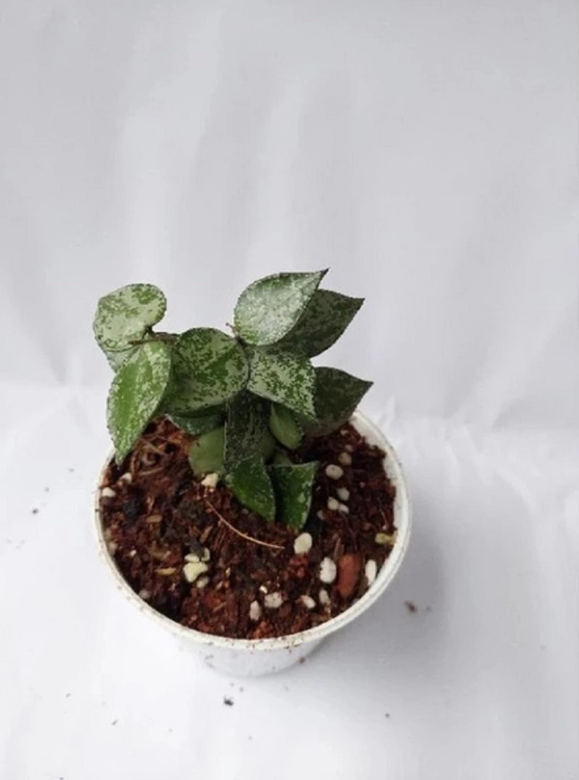 Rare Hoya Krohniana Eskimo Live Plant - Premium Super Splash Fragrant Tropical Wax Plant Starter