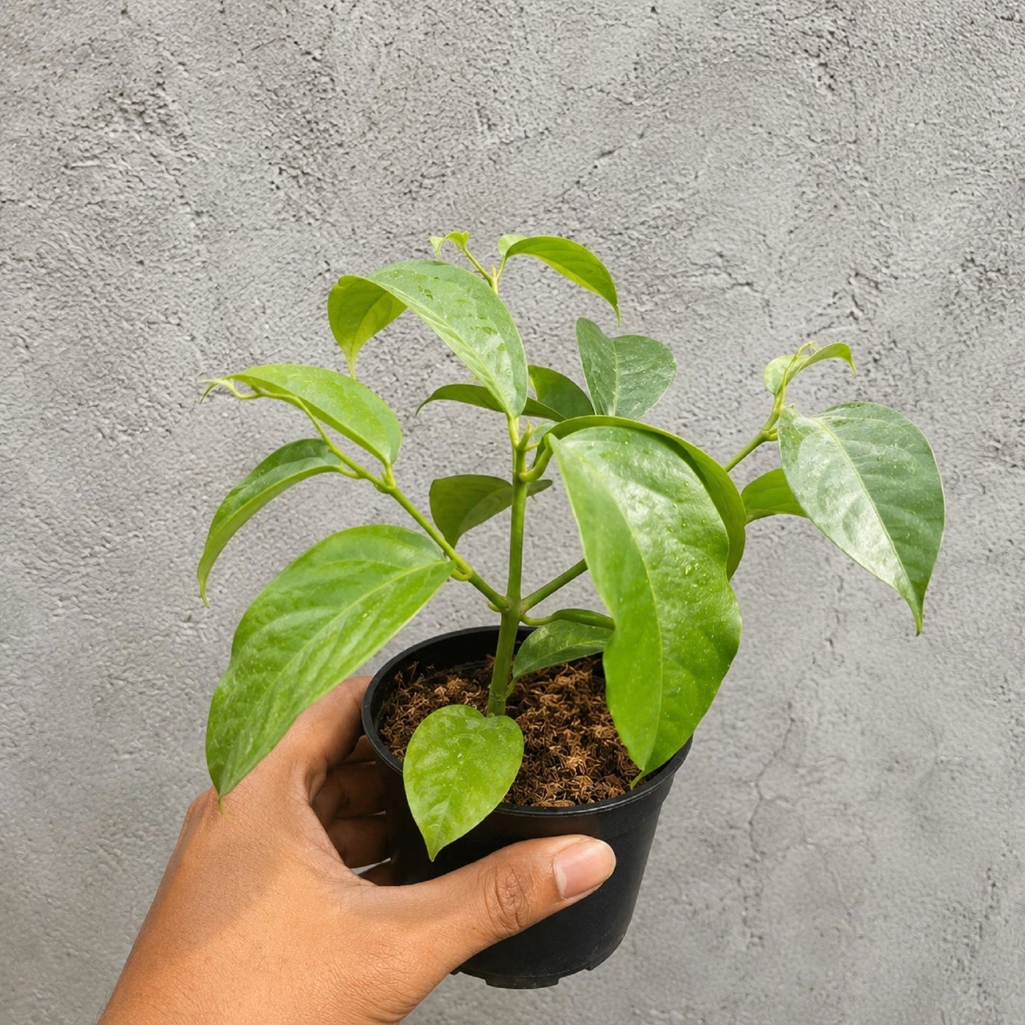 Rare Hoya Lasiantha Live Plant - Premium Exotic Tropical Fragrant Wax Plant