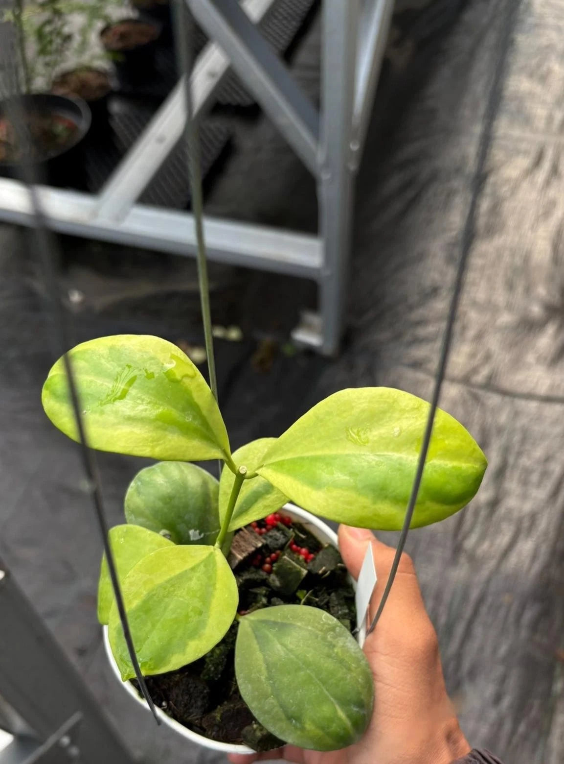 Hoya Anulata “Verdora” – Rare Tropical Indoor Outdoor Wax Plant Cutting / Starter Plant