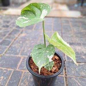 Monstera 'Medusa' Variegated - Ultra-Rare Collector’s Specimen