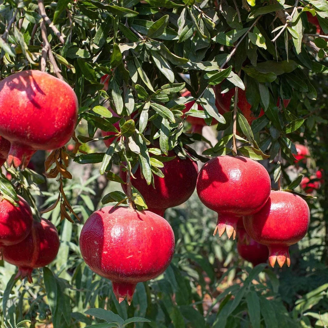 Parfianka Red Pomegranate Seeds (Punica granatum) – 100 Premium Sweet-Tart Deep Red Grenadine Seeds