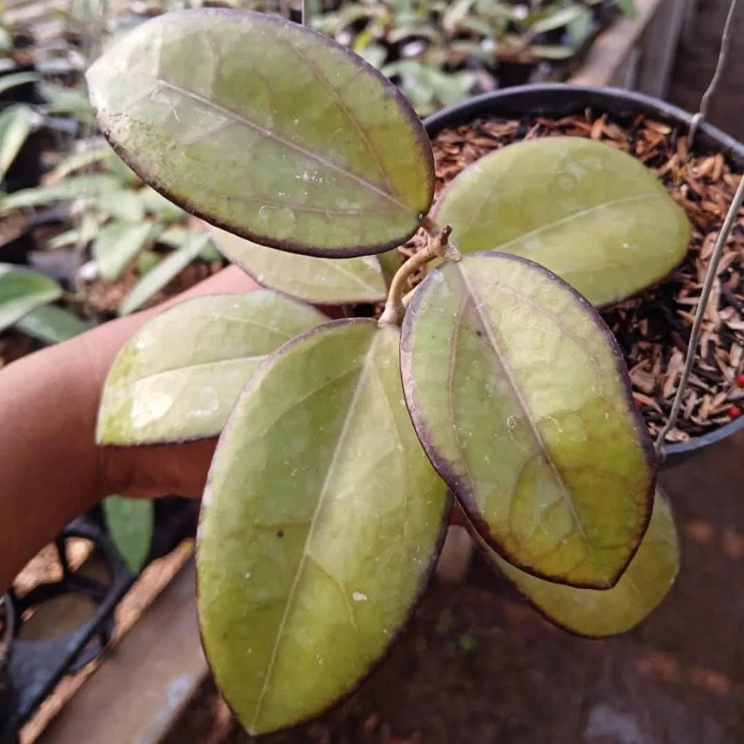 Hoya sp. Tanggamus Round Leaf Live Plant (Hoya verticillata sp. Tanggamus) – Premium Rare Veined Wax Plant Climbing Vine Specimen for Indoor & Outdoor Display