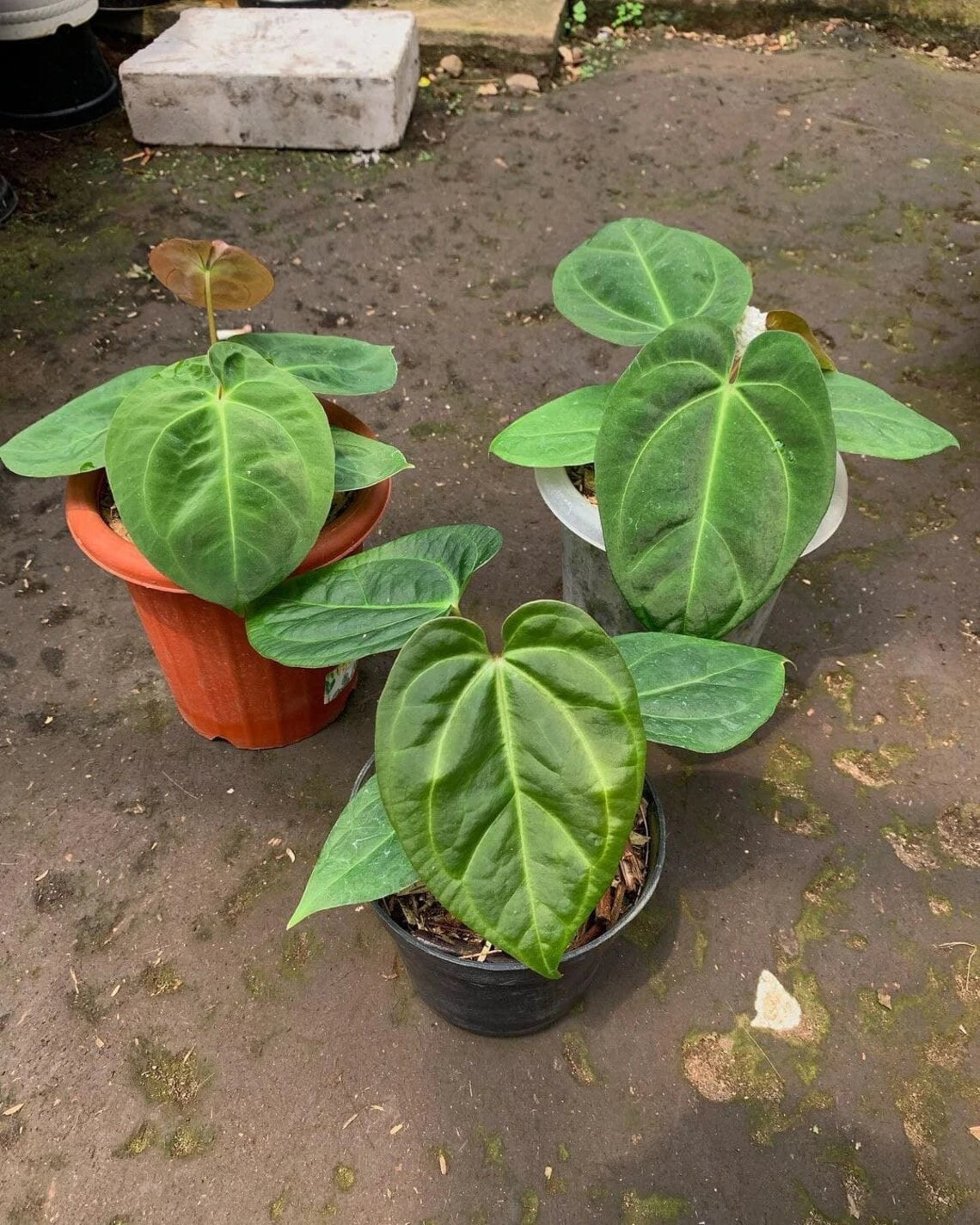 Anthurium dressleri (Medium Specimen) – Elite Velvet-Leaf Botanical Masterwork (Collectors Quality)