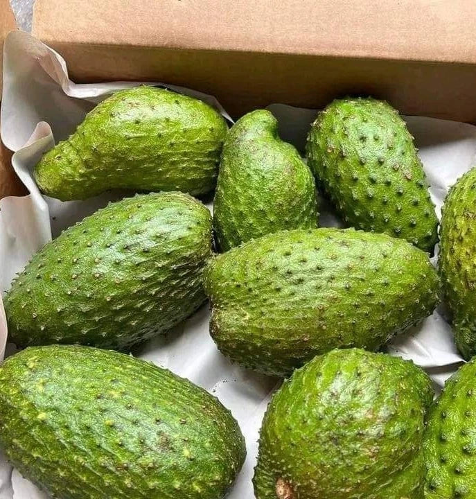 Premium Cuban Fiberless Soursop Seeds (Annona muricata var. Cuban Fiberless) – Sweet Tropical Fruit Tree Seeds for Planting (100+ Pcs)
