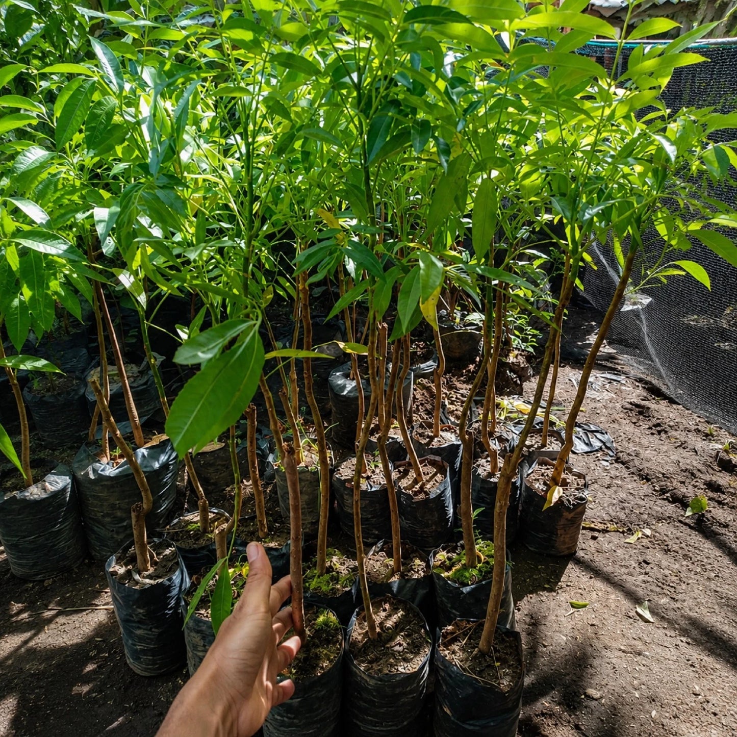 Grafted Dwarf Ambarella (Spondias dulcis) - Premium Exotic Fruit Tree