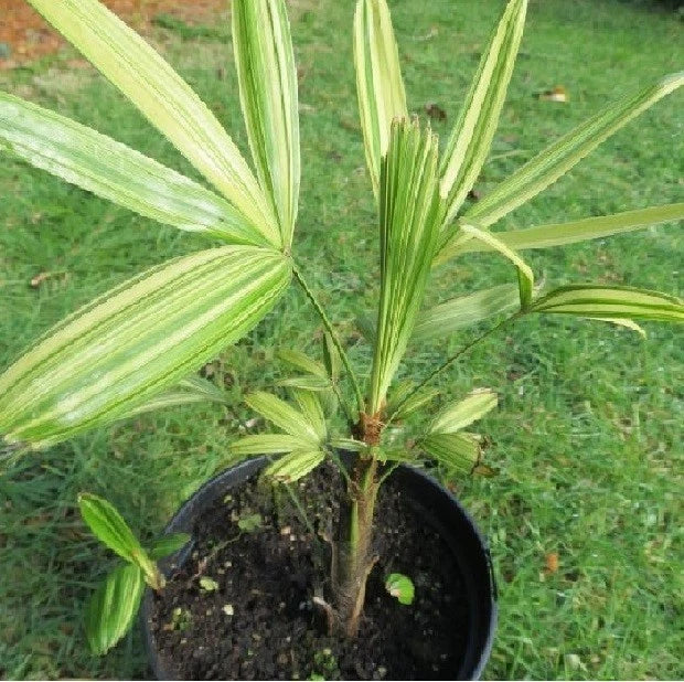 Rhapis excelsa 'Variegata' – Exquisite Variegated Lady Palm