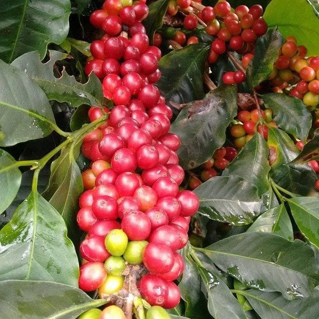 Cassiopea Coffee Seeds (Coffea arabica) – 120+ Premium Rare Cassiopea Arabica Seeds for Planting