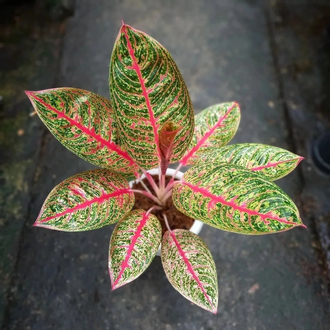 Aglaonema 'Diana' - Elegant & Rare Tropical Houseplant