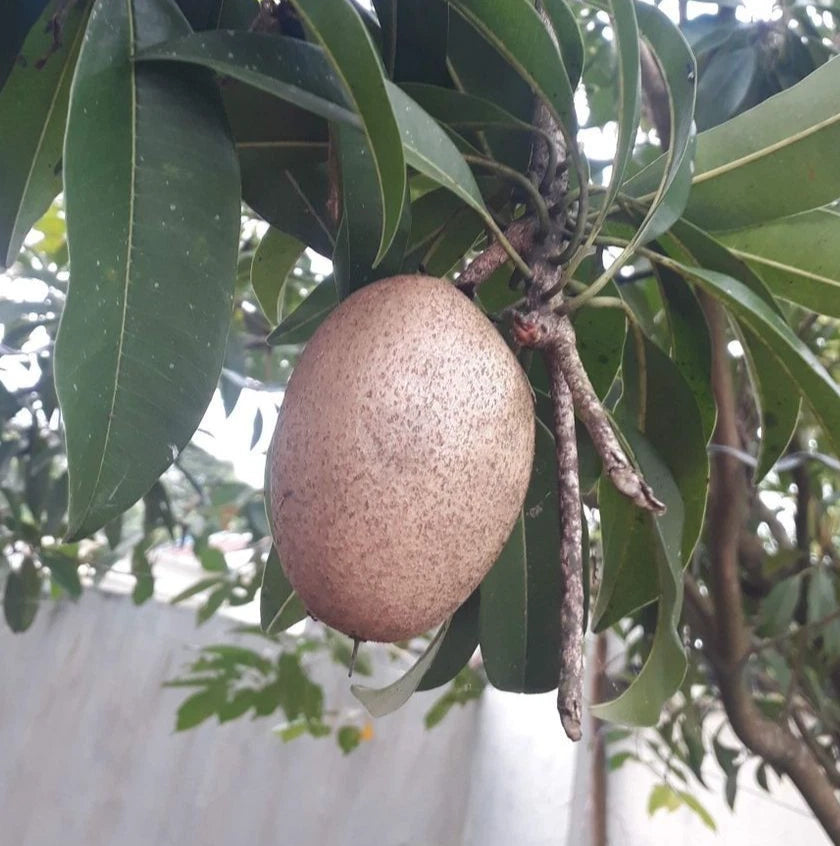 Hong Xuan Sapodilla (Manilkara zapota) – 35+ Premium Chikoo Seeds