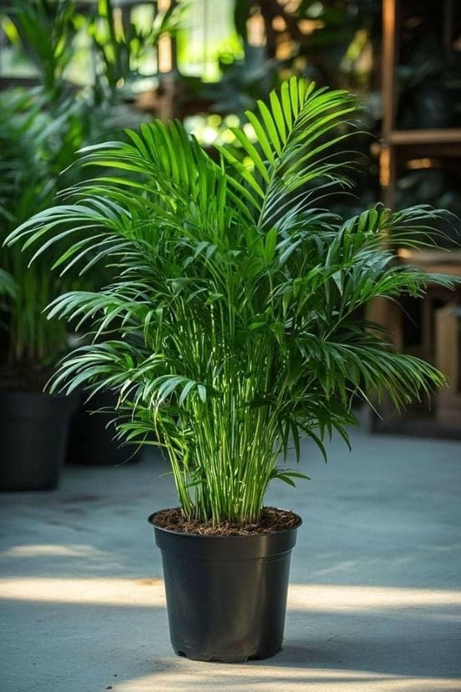 Areca Palm (Dypsis lutescens) - Tropical Indoor Statement Plant