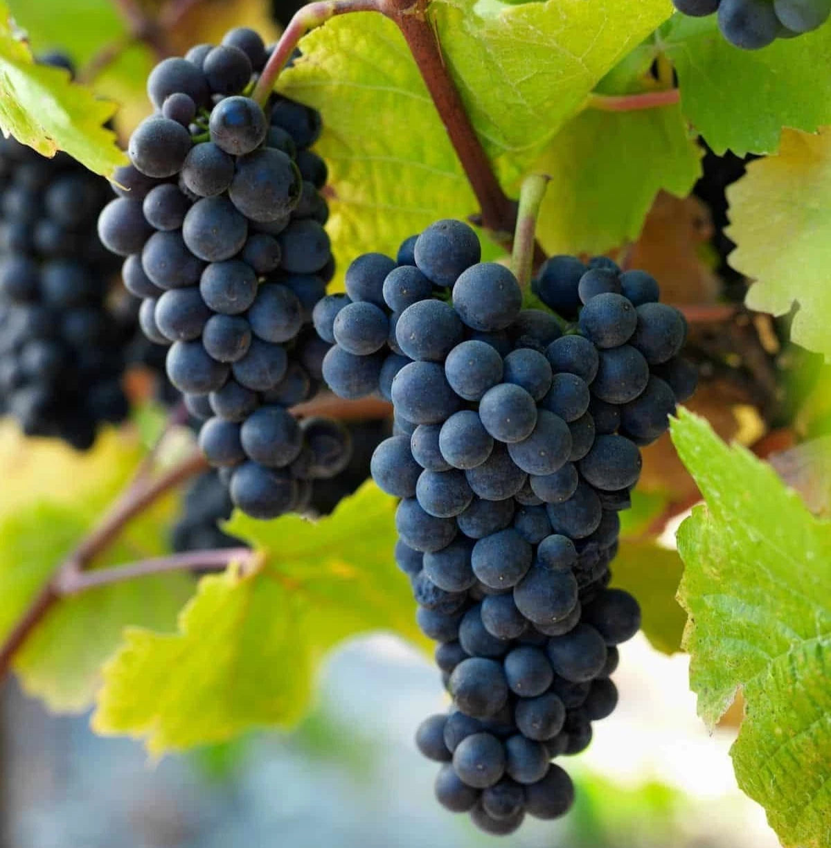 Pinot Noir Grape Seeds (Vitis vinifera) – 100+ Premium Heritage French Red Wine & Table Grape Seeds