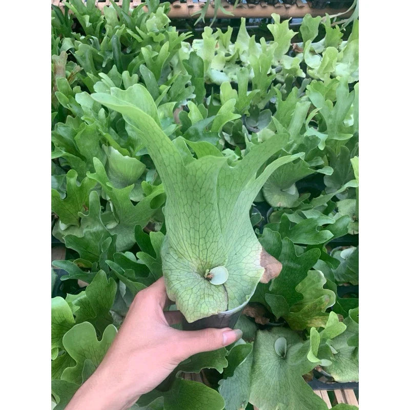 Platycerium Wandae - Majestic & Unique Tropical Staghorn Fern